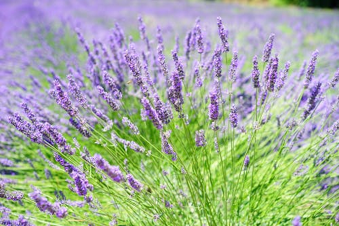 Lavanda.png